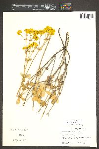 Eriogonum umbellatum var. ahartii image