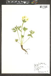 Anemone narcissiflora subsp. zephyra image