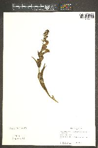 Penstemon scariosus image