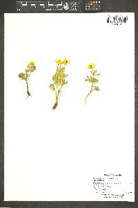 Ranunculus eschscholtzii image