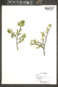 Salix glauca image