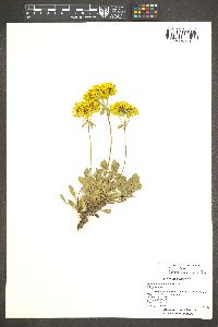 Eriogonum umbellatum var. aureum image