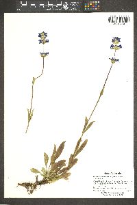 Penstemon procerus image