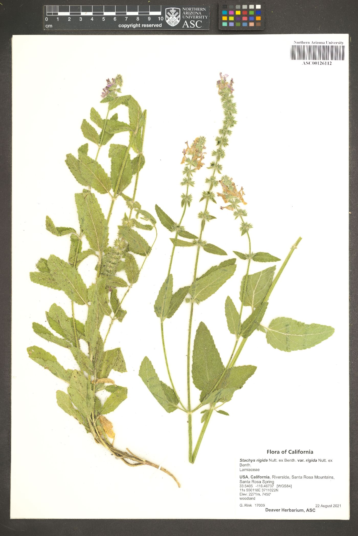 Stachys rigida var. rigida image