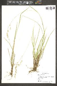 Bromus laevipes image