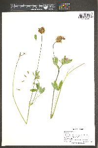 Trifolium longipes image