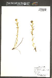 Rhodiola rhodantha image