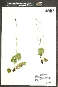 Heuchera parviflora image