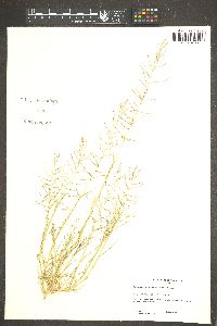 Leptochloa panicea subsp. brachiata image