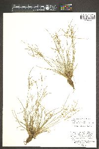 Fimbristylis annua image