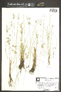 Cyperus flavescens image