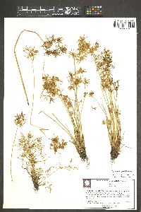 Cyperus haspan image