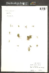 Selaginella leucobryoides image