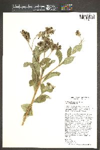 Tournefortia mutabilis image