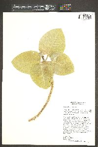 Ficus palmata image