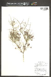 Krameria bicolor image