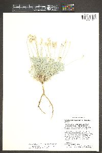 Astragalus calycosus var. scaposus image