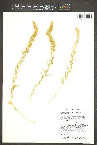 Krascheninnikovia lanata image