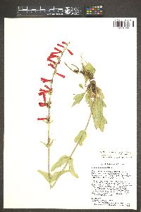 Penstemon eatonii image