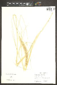 Pennisetum setaceum image