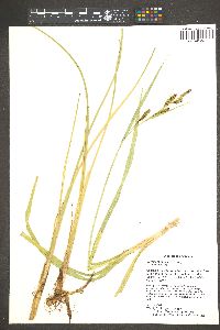 Carex nebrascensis image