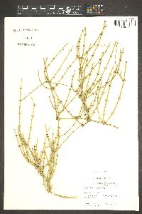 Ephedra aspera image