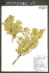 Arctostaphylos pungens image