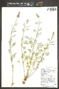 Dalea searlsiae image