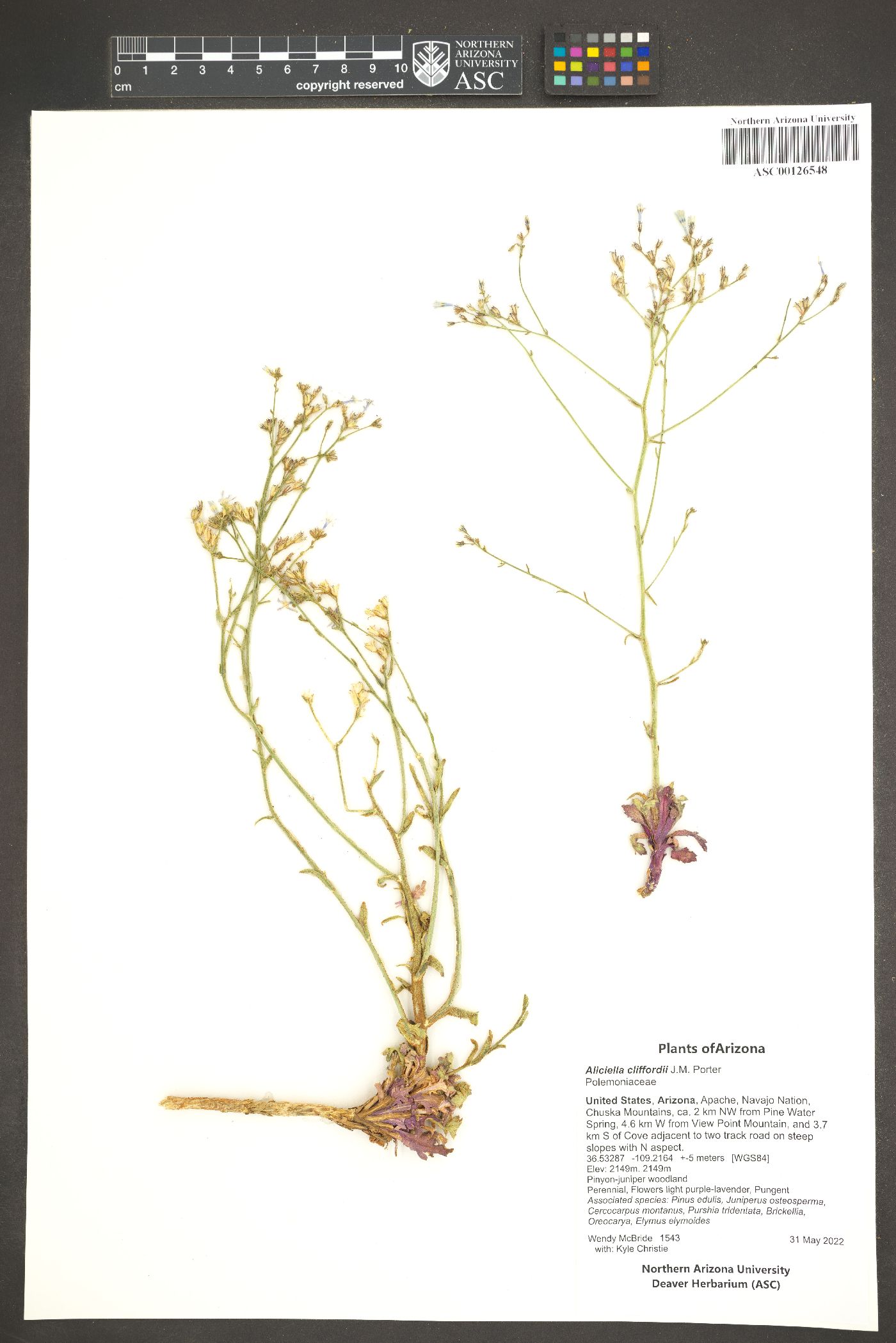 Aliciella cliffordii image