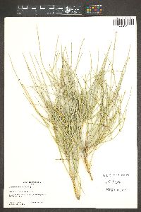 Ephedra cutleri image