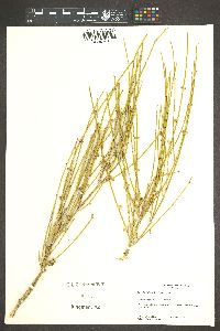 Ephedra trifurca image