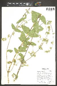 Brickellia betonicifolia image