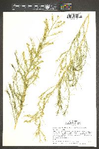 Ambrosia salsola image