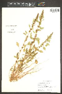 Amaranthus wrightii image