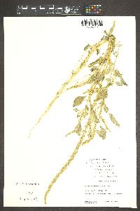 Amaranthus palmeri image