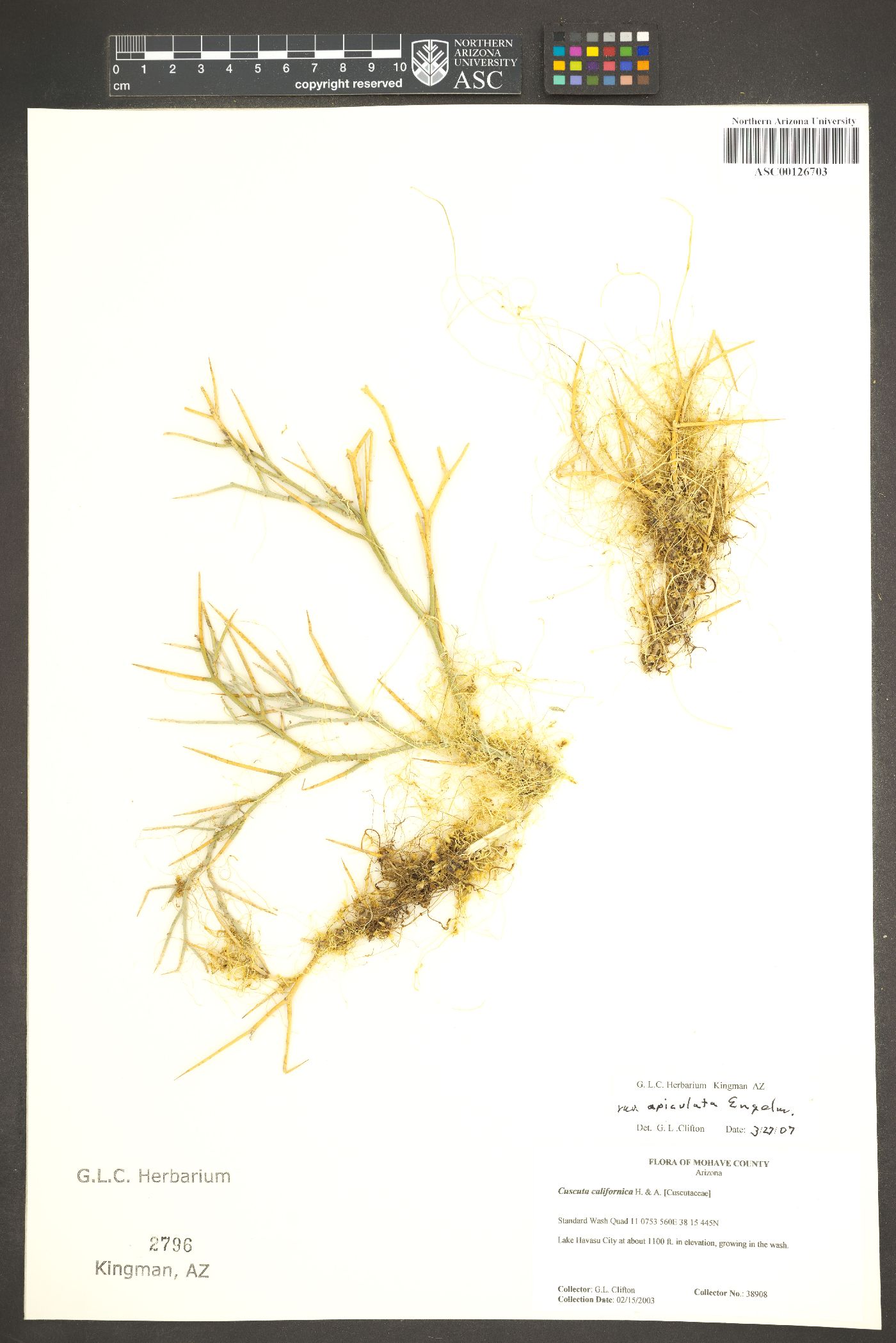 Cuscuta californica var. apiculata image