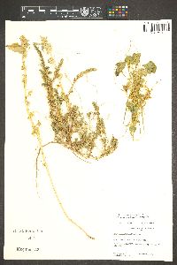 Cuscuta umbellata image