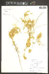 Cuscuta applanata image