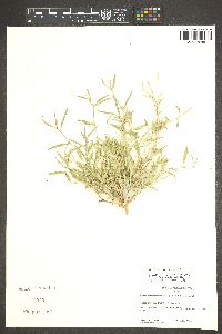 Ditaxis lanceolata image