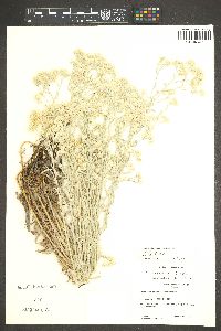 Pseudognaphalium canescens image