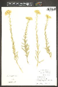 Isocoma rusbyi image