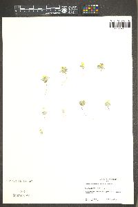 Eriophyllum wallacei image