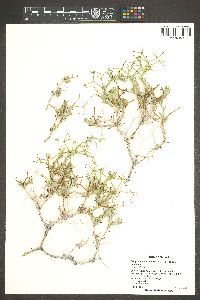 Eriogonum heermannii var. floccosum image