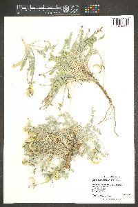 Astragalus tidestromii image