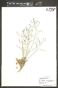 Camissonia walkeri image