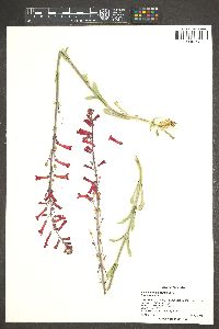 Penstemon utahensis image