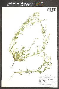 Cryptantha crassisepala image