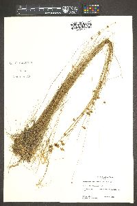 Rhynchospora chapmanii image