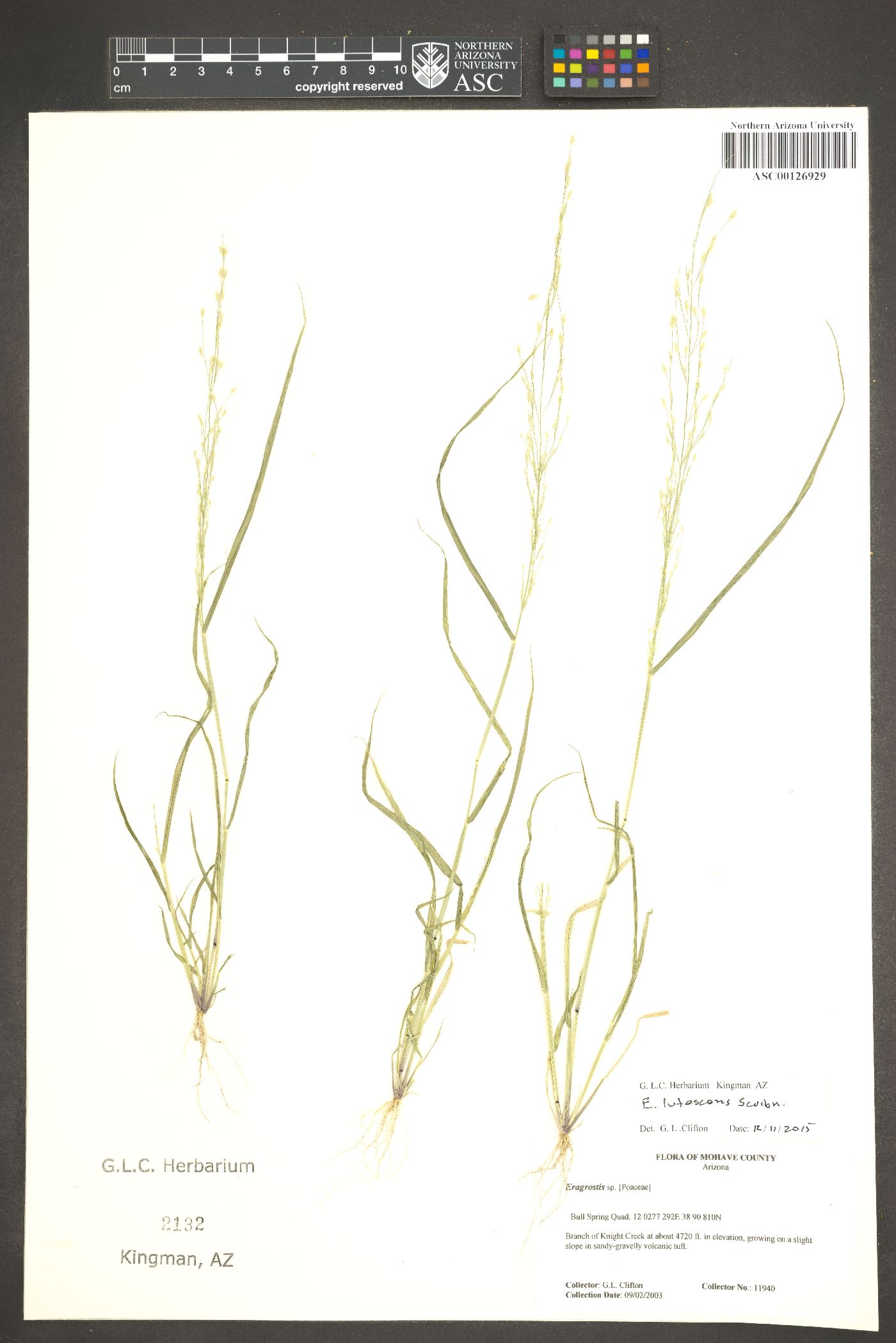 Eragrostis lutescens image