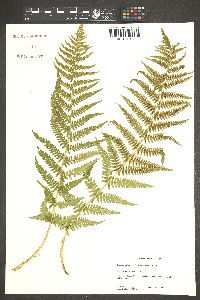 Dryopteris filix-mas image